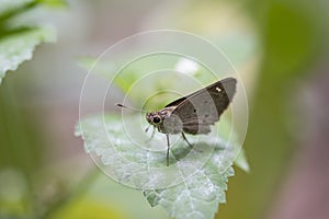 Butterfly, Little Branded Swift - Pelopidas mathias