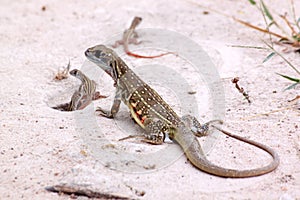 Butterfly Lizard and baby