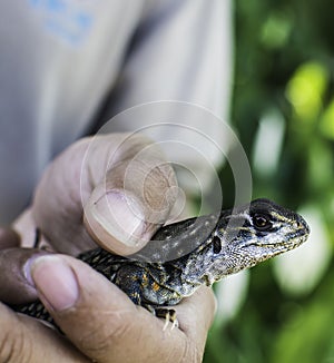 Butterfly Lizard Leiolepis belliana in hand in Thailand