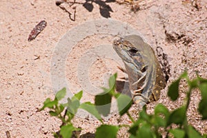 Butterfly Lizard (Leiolepis belliana) at Thailand