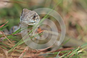 Butterfly lizards, Small-scaled lizards, Ground lizards, Butterfly agamas