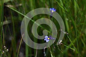 Butterfly Lobelia Flowers Monopsis decipiens In Grassland