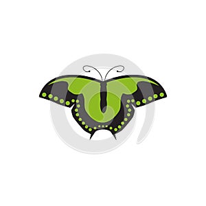 Butterfly logo design vector template