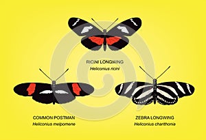 Butterfly Longwing Set Vector Illustration