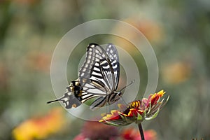 Butterfly love flowers