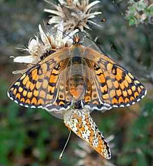 butterfly in love in the walley