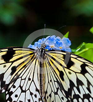 Butterfly lunch