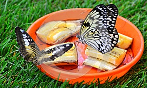 Butterfly lunch