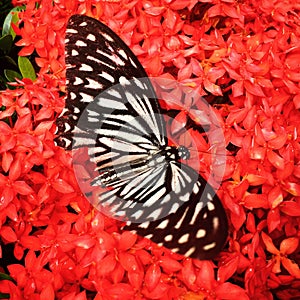 Butterfly with lxora