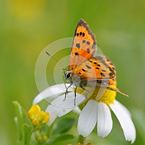 Butterfly lycaena dispar in natural habitat , sitting on