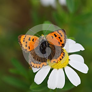 Butterfly lycaena dispar in natural habitat , sitting on photo