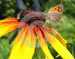 Butterfly Lycaena (Heodes) virgaureae on flower ru
