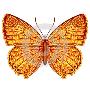 Butterfly Lycaena virgaureae   meadow and forest insect polygons  vector illustration editable hand draw