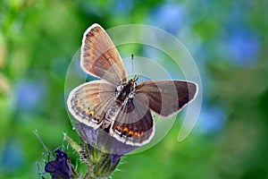 Butterfly (lycaenidae) photo