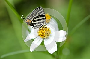 Butterfly, Lycaenidae