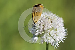 Butterfly of Lycaenidae brown color close-up