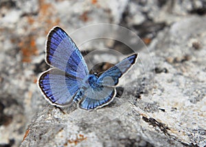 Butterfly Lycaenidae on a stone