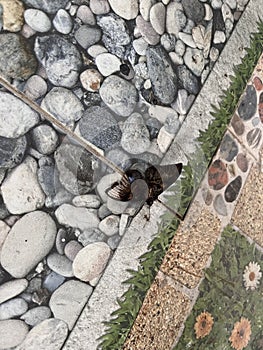 Butterfly lying on the ceramic floor.