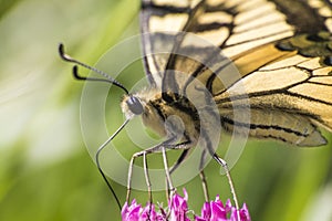 Butterfly macaone on a flower photo
