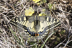 Butterfly macaone on a yellow flower in a green grass