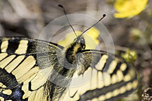 Butterfly macaone on a yellow flower in a green grass photo