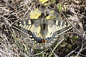 Butterfly macaone on a yellow flower in a green grass photo