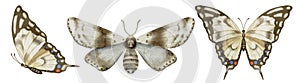 Butterfly Machaon and Moth watercolor illustrations set. Drawing of insect with brown Wings on isolated background. Hand
