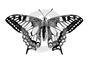 Butterfly Machaon with open wings symmetrically