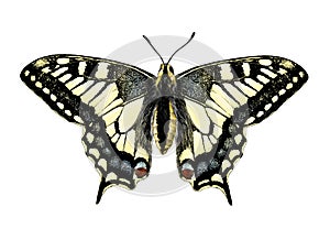 Butterfly Machaon with open wings symmetrically