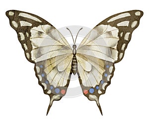 Butterfly Machaon on white isolated background. Watercolor illustration of insect with brown Wings. Hand drawn clip art