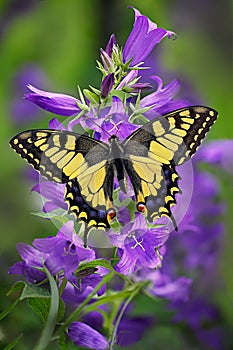 Butterfly Machaon or yellow swallowtail on a cluster of bellflower photo