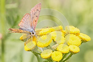 Butterfly macro