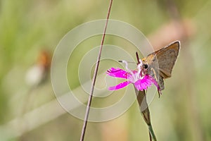 Butterfly macro