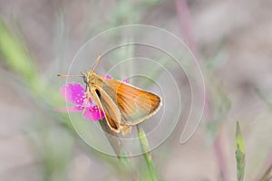 Butterfly macro