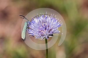 Butterfly macro