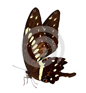 Butterfly macro background