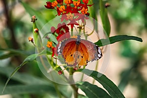 Butterfly, macro. Beautiful brown butterfly on a flower. Butterfly on a plant background