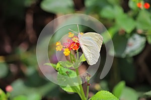 Butterfly, macro. Beautiful white butterfly on a flower. Butterfly on a plant background