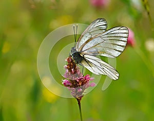 Butterfly Macro Black-veined white