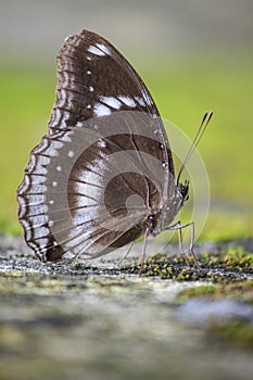 butterfly macro