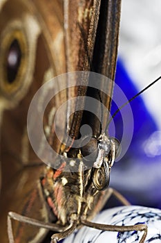 Butterfly Macro Close Up