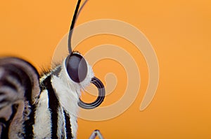 Butterfly macro Colorful background