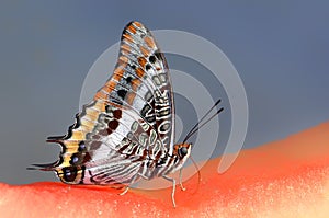 Butterfly Macro Giant Swallowtail Butterfly