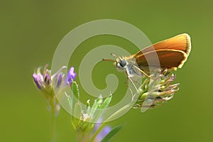 Butterfly Macro Least Skipper Butterfly