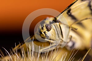 Butterfly with macro photography