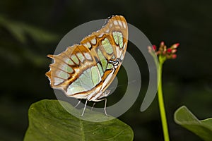 Butterfly macro shot