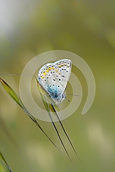 Butterfly Macro Silver-studded Blue