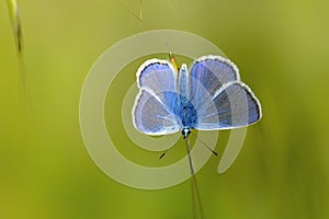 Butterfly Macro Silver-studded Blue