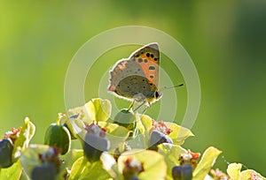 Butterfly Macro Small Copper