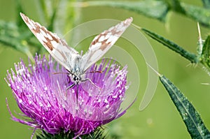 Butterfly macro photo